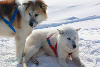 Close-up of huskies on snow field