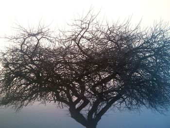 Low angle view of bare trees