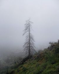 Trees in foggy weather