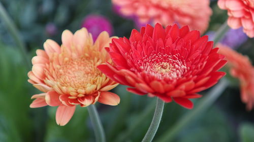 Close-up of pink flower