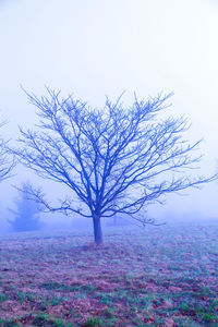 Bare tree on landscape against clear sky