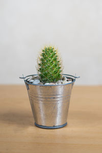 Close-up of potted plant on table