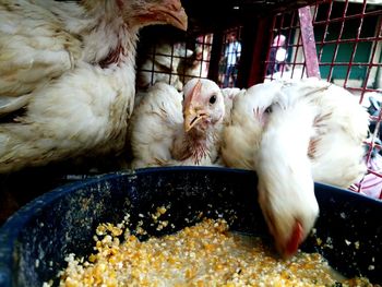 Hen eating food grain from container