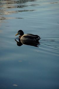 High angle view of duck swimming on lake