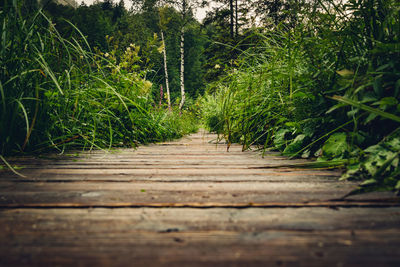 Surface level of boardwalk amidst trees in forest