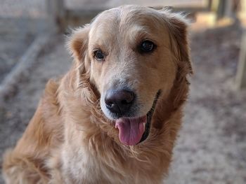 Portrait of dog sticking out tongue outdoors