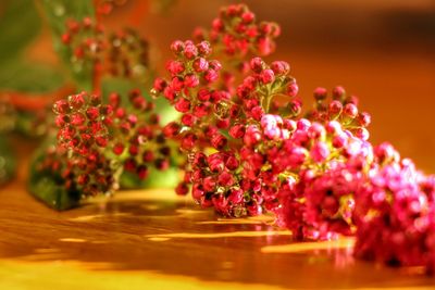 Close-up of pink flowers