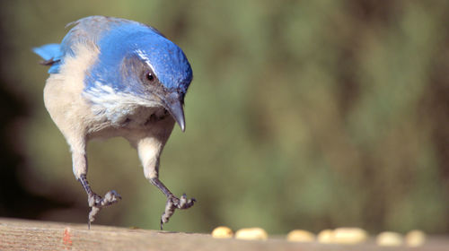 Close-up of bird