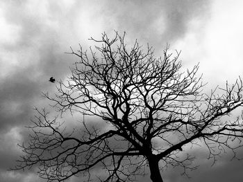 Low angle view of silhouette tree against sky