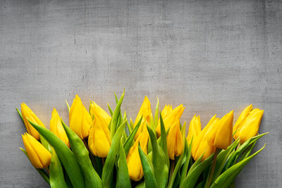 High angle view of yellow tulips against white background