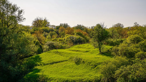 Plants growing on field against sky