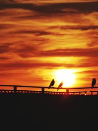 Silhouette birds perching on orange sunset sky