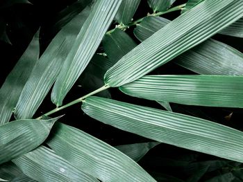 Full frame shot of leaves