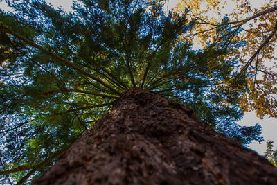 Low angle view of tree