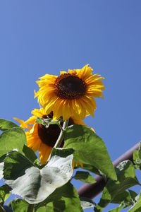 Low angle view of sunflower