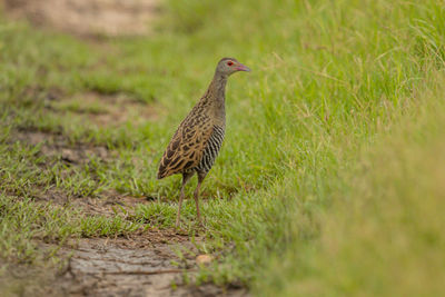 Close-up of a bird on grass