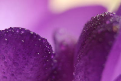 Close-up of water drops on pink flowering plant