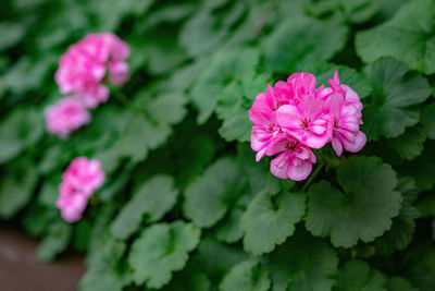 Close-up of pink flowering plant