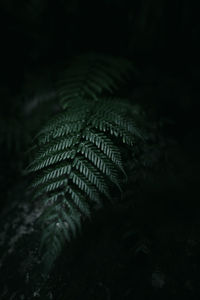 Close-up of fern at night
