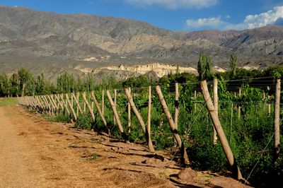 Scenic view of vineyard against sky