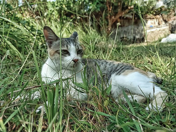 Cat looking away on field