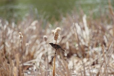 Close-up of insect on dry plant on field