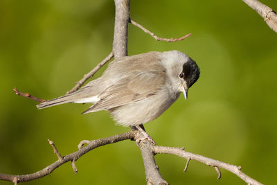 Close-up of bird perching on branch