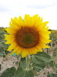 Close-up of sunflower blooming on field against sky