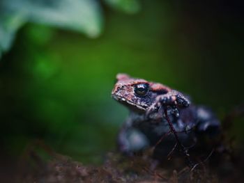 Close-up of frog on rock