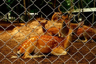 Close-up of chainlink fence