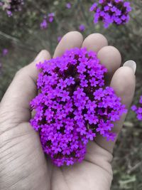 Close-up of hand holding purple flower