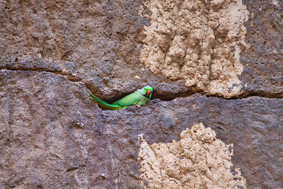 High angle view of insect on rock