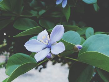 Close-up of white flowering plant