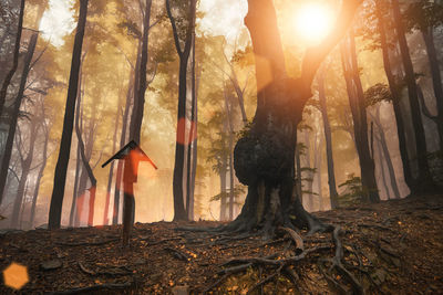 Trees on field in forest during sunset