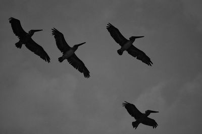 Low angle view of seagulls flying