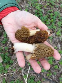 High angle view of hand holding mushroom on field