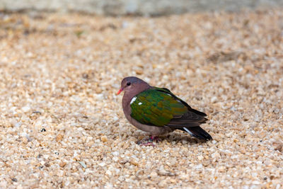 Close-up of a bird on land