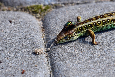 Close-up of lizard on rock