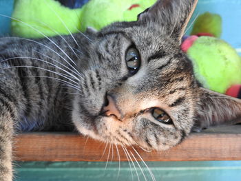 Close-up portrait of a tabby cat lying down