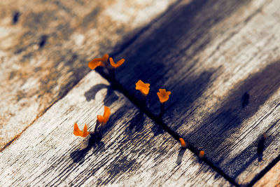 High angle view of leaf on table