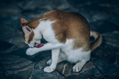 High angle view of a cat looking away