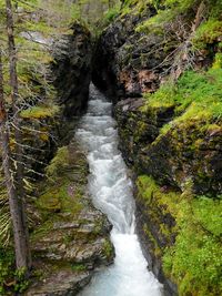 Stream flowing through forest