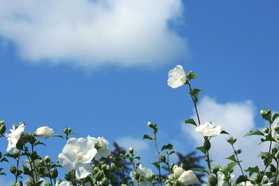 Low angle view of white flowers blooming on tree against sky