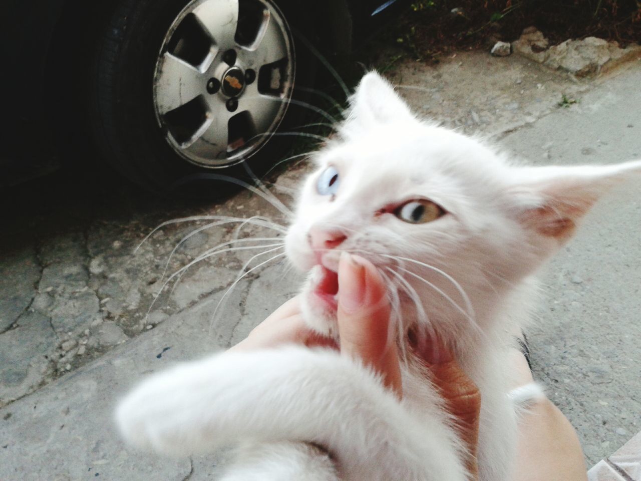 domestic animals, pets, one animal, animal themes, mammal, domestic cat, cat, feline, whisker, close-up, portrait, looking at camera, animal head, sitting, relaxation, part of, lying down, focus on foreground, street