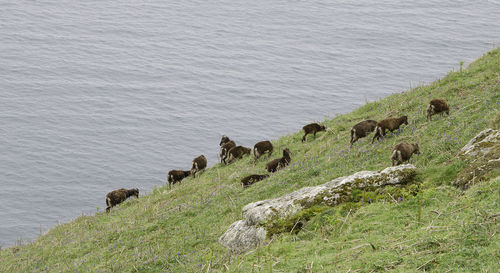 High angle view of sheep grazing on grass