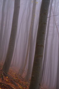 Panoramic shot of trees in forest