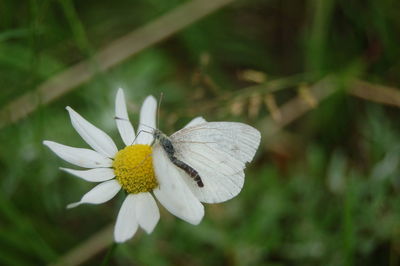 Close-up of butterfly on white flower