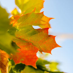 Close-up of leaves