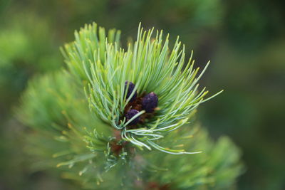 Close-up of thistle on plant