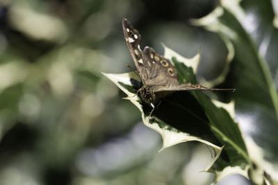 Close-up of butterfly on leaf